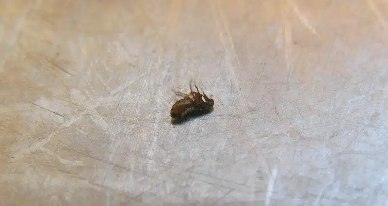 dead flea