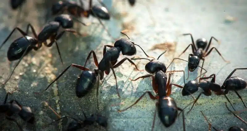 Ant Control