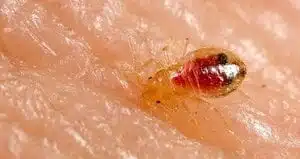 a close up of a bed bug