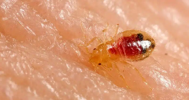 The Bed Bug Menace: Understanding and Conquering These Persistent Pests 1 a close up of a bed bug