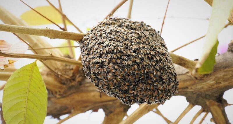 bee nest removal