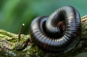 millipedes – pest control in