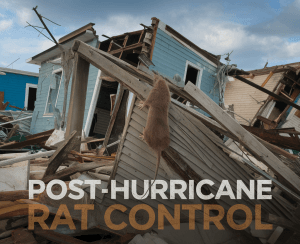 2025 11 19T190701.719Z4344file – pest control in