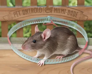 A rat in a circular trap.