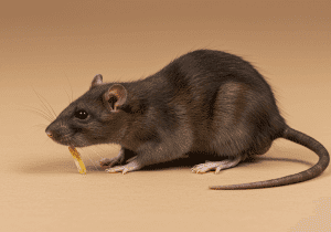 Rodent season – pest control in