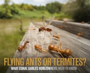 Flying ants and termites on wood
