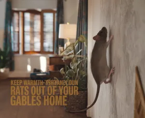 Mouse climbing wall in cozy room