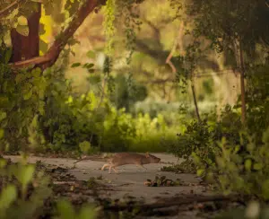 Small animal walking through lush greenery.