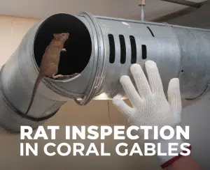 Rat in duct during inspection.