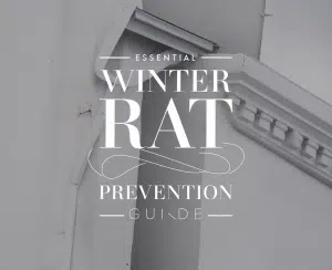 Winter rat prevention guide cover