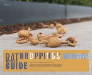 Unusual food items resembling rat droppings